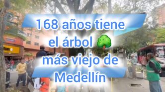 laceiba arbol medellin